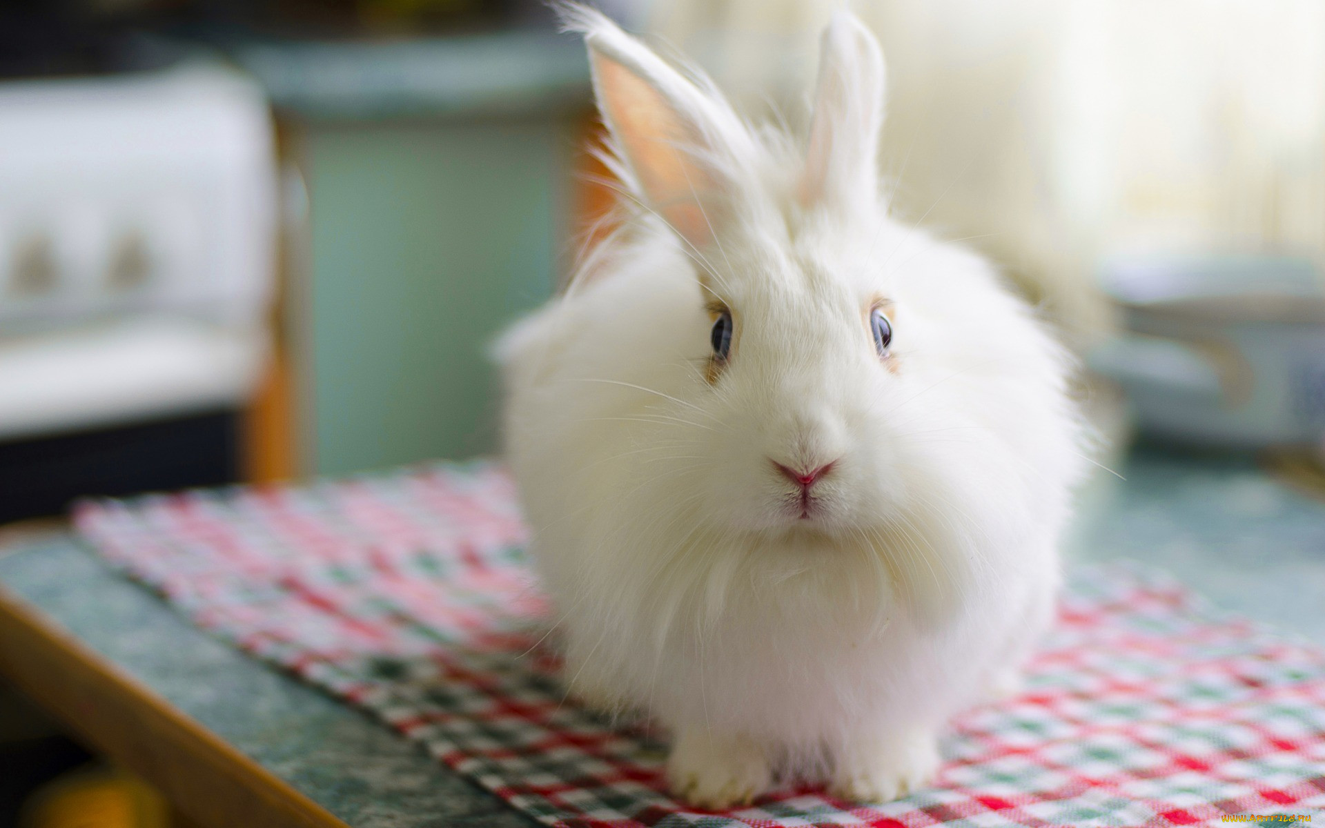 , ,  , fluffy, , rabbit, , bunny, , 